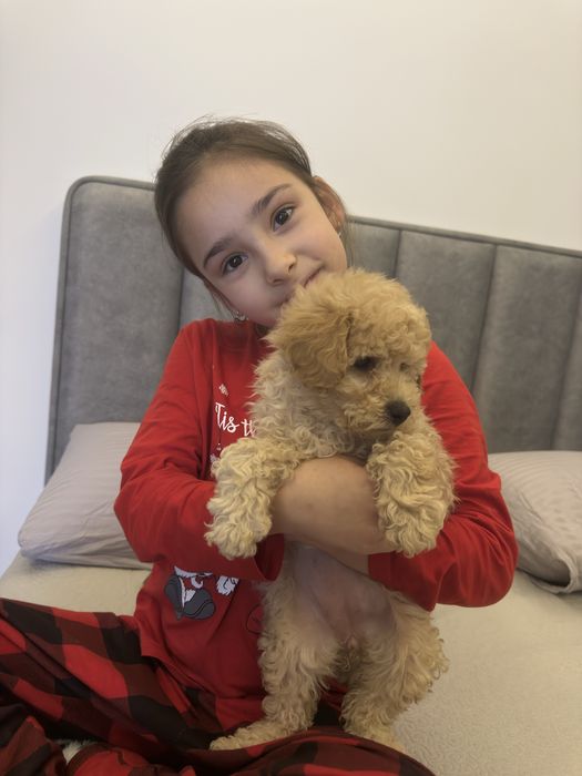 Продается щенок мальтипу. Девочка. Возраст 2месяца.