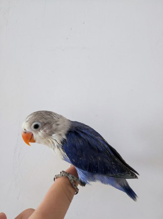 Nerazluchka ruchnoy sotiladi