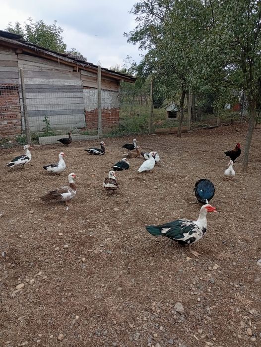 Vând rate mute ( leșești)
