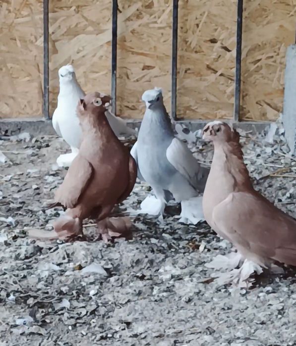 Продается голуби