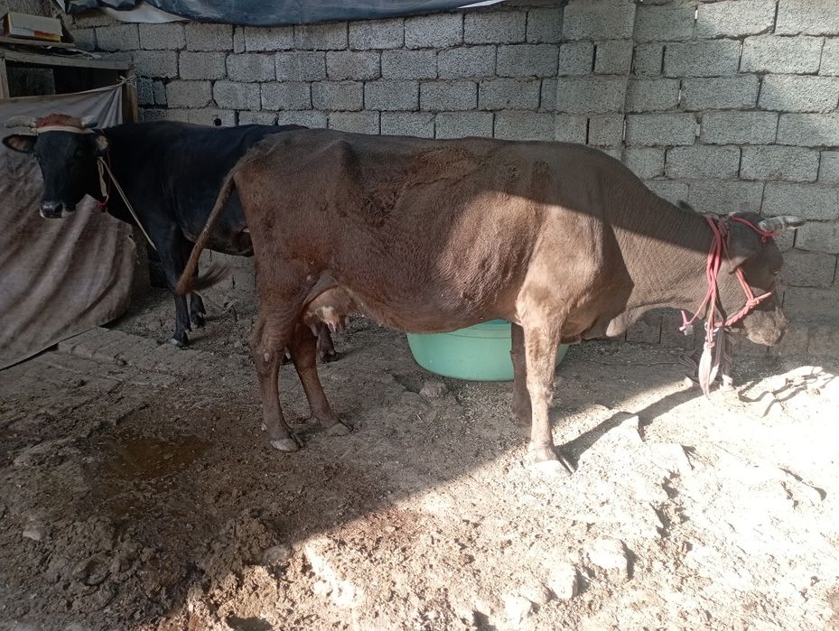 Ona bola sigir bolasi gʻunajin