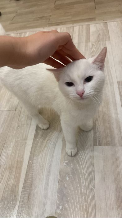 Кошка в хорошие руки домошная у ребенка аллергия росли с детсво