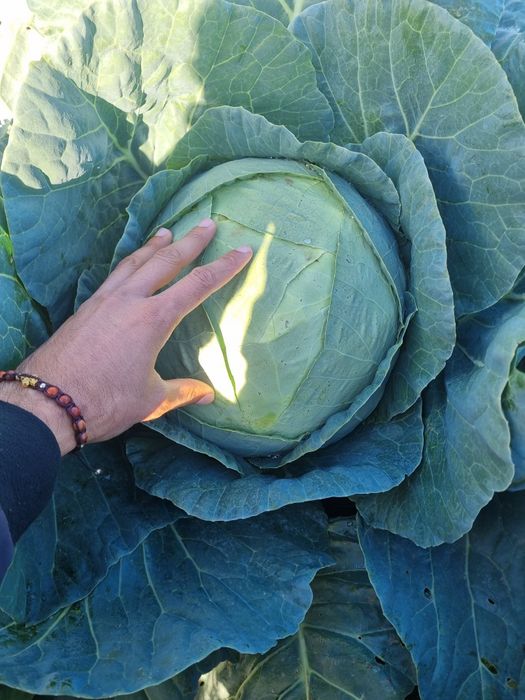 Varza de Buzău în cantități marii!