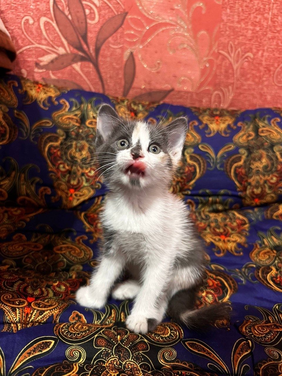 Отдам бесплатно котенка