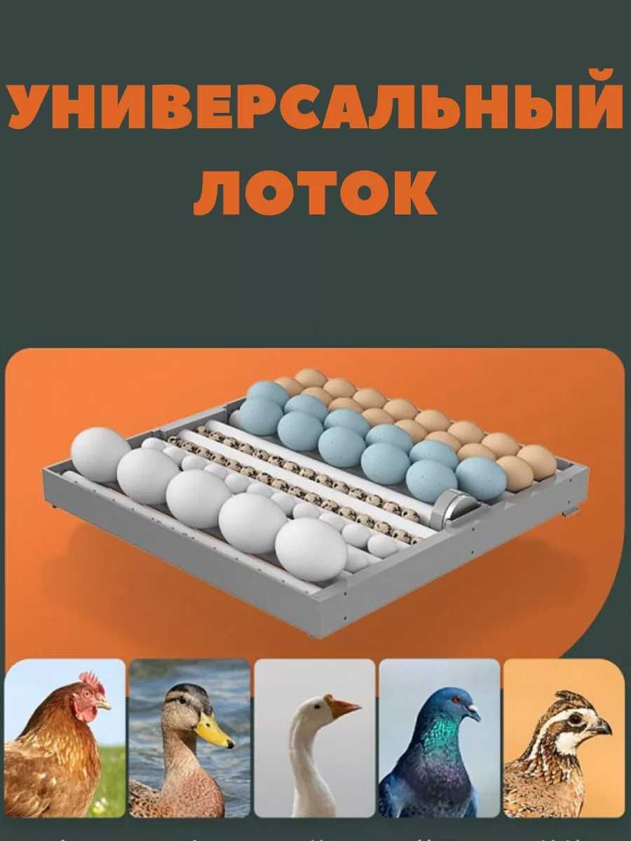 Инкубатор для яиц купить