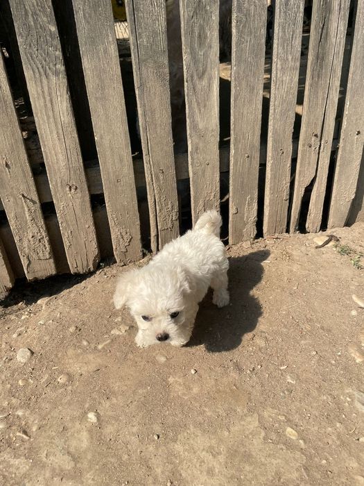 vând pui bichon mini toy