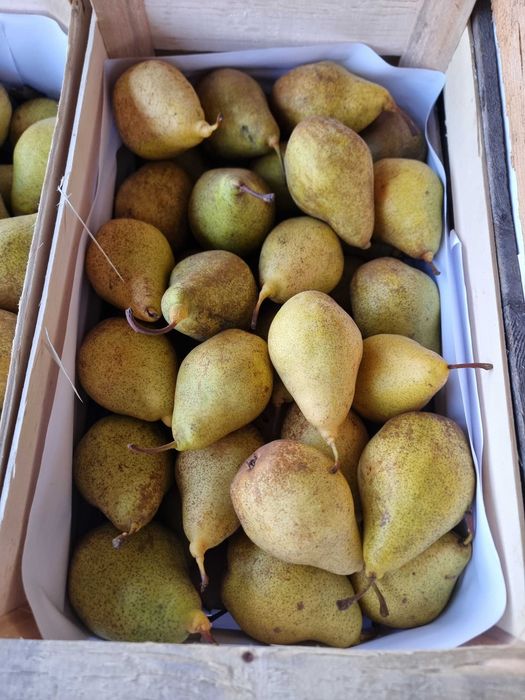 Vand mere si Pere,Polonia cal 1.