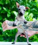 Xolo mini/xoloitzcuintli mini/mexican fara par cu pedigree - Fetita