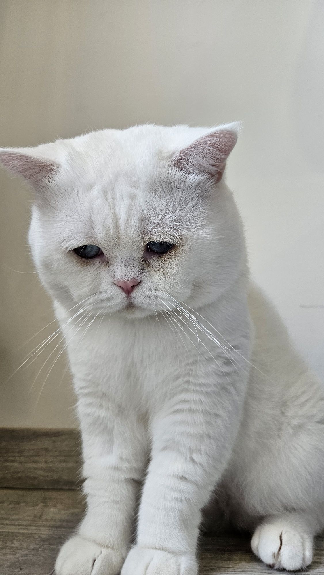 British shorthair ALB