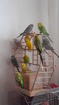 Papagali Perusi diferite culori