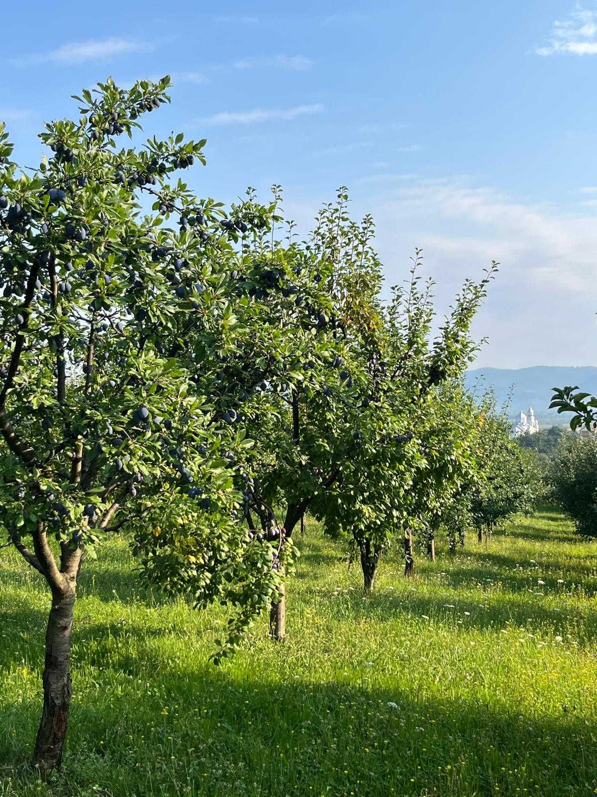 Prune Stanley din livada proprie –Gust autentic, direct din natură!