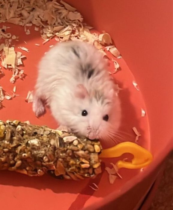 Donez hamsteri