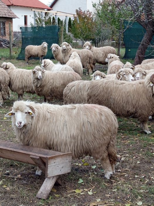 De vânzare 20 oi . Preț 1000 lei bucata