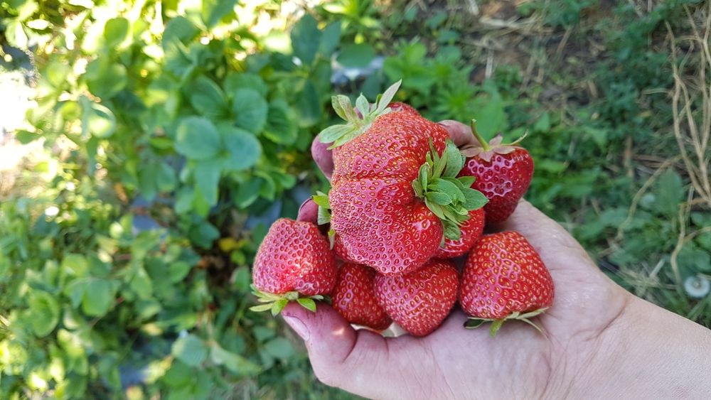 Stoloni Capsuni Remontante ALBION și soiuri anuale