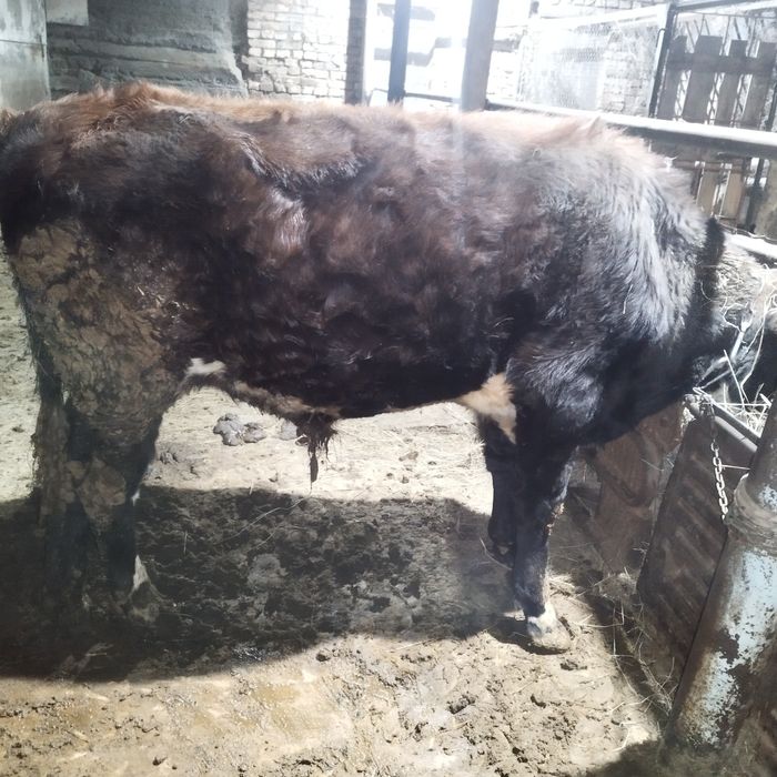 Бычок подсосный продам