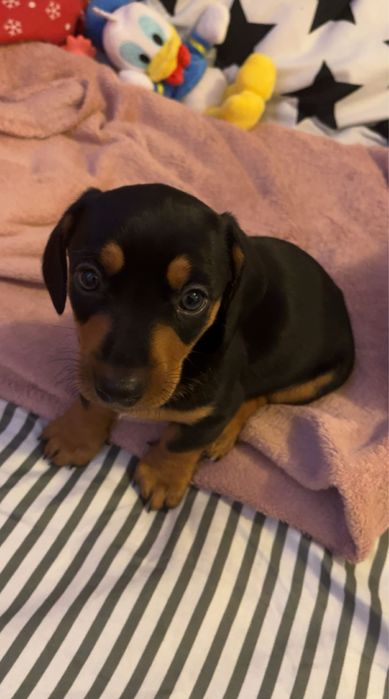 Teckel rasa pura fetita de 2 luni