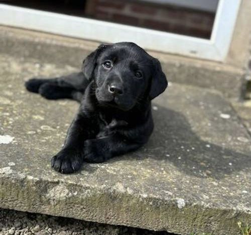 Labrador retriever femela