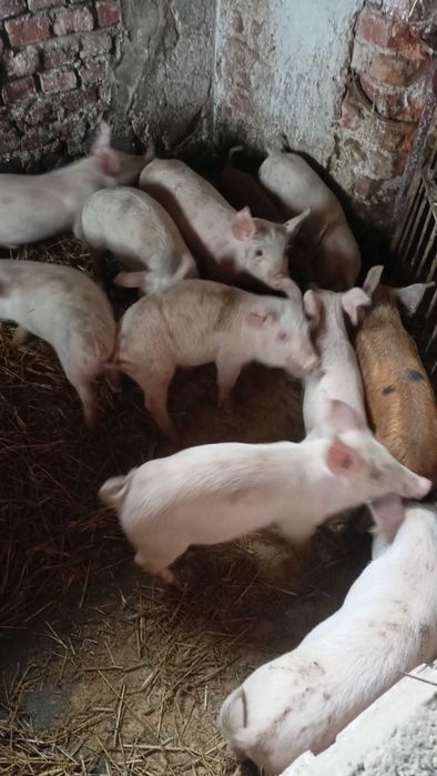 Продавам прасенца