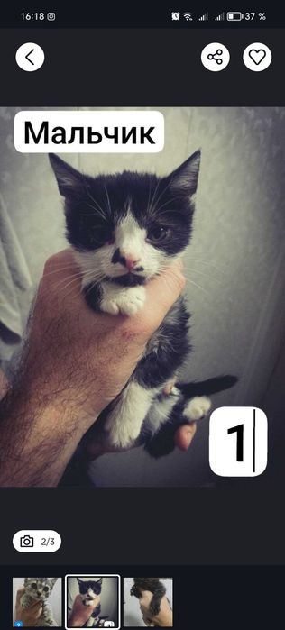 Продаются  4 котенка