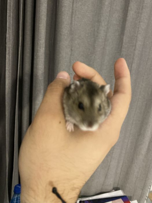 Cusca de hamsteri cu tot cu hamsteri