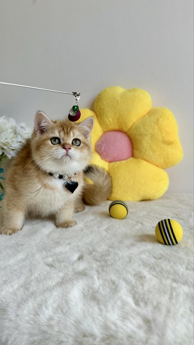 British Shorthair Chinchilla Gold - Cu Certificat Pedigree