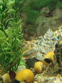 Рибки зебровидна цихахлозома и жълти охлюви