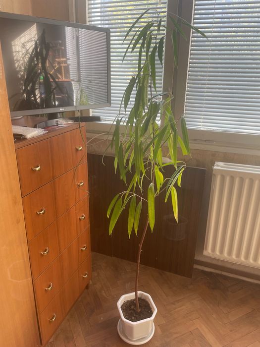 Голям и красив Фикус Али