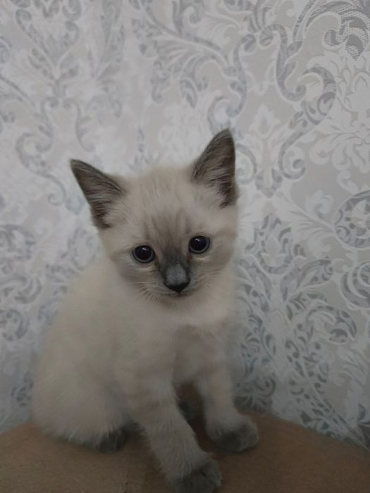 Продается котенок срочно!