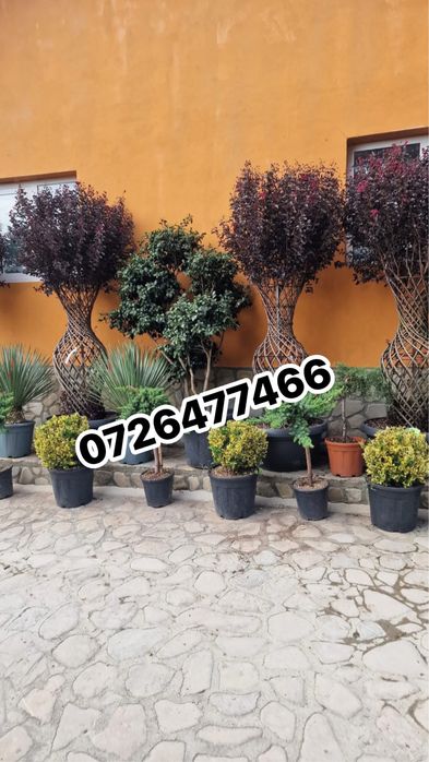 Tuia leylandi , pon , pom. , tuia smarald