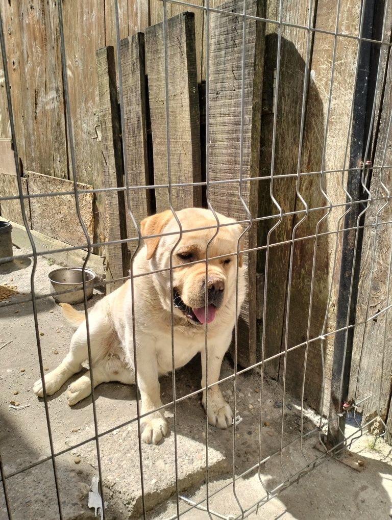 Donez. Ciine cane Corso cu labrador are carnet de sanatate