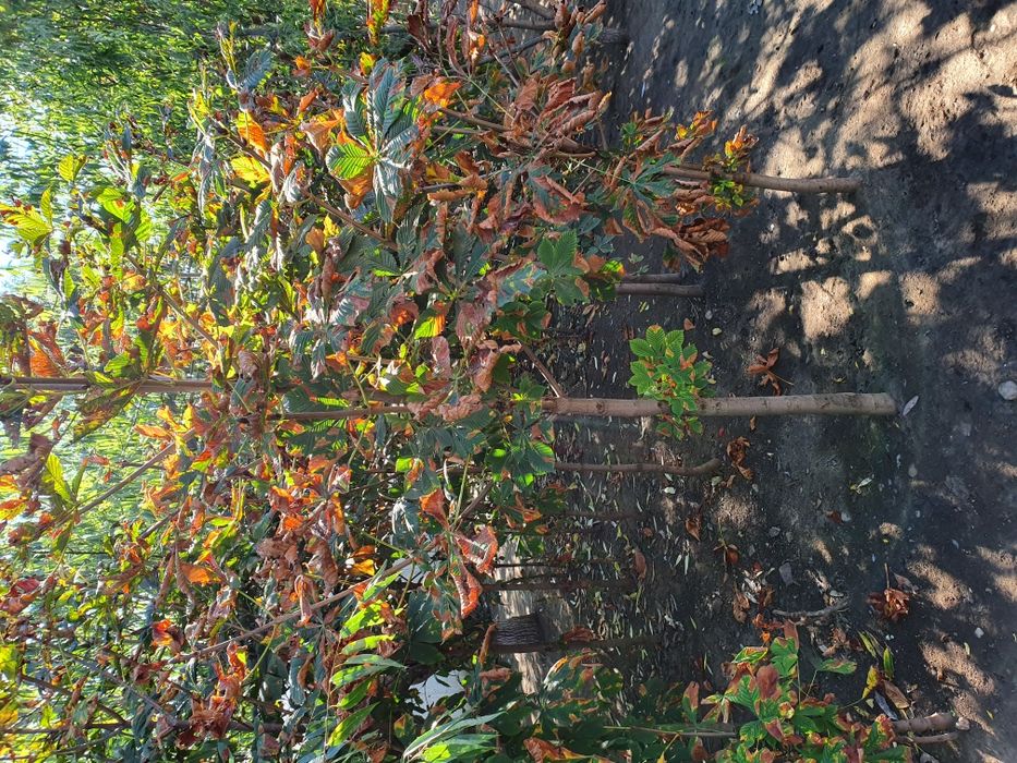 Mesteacăn alb/ Tei / Platani/Paltin /Frasin Stejar/Artarde la 2 la 5m