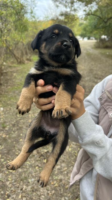 СПЕШНО! Търсят се домове за бебета кученца!