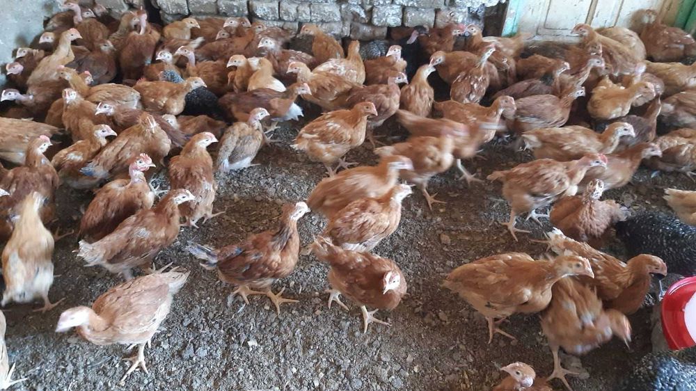 Vand gaini rosii, pui colorati, pui carne