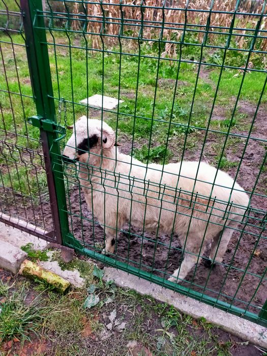 Berbecuț de vânzare