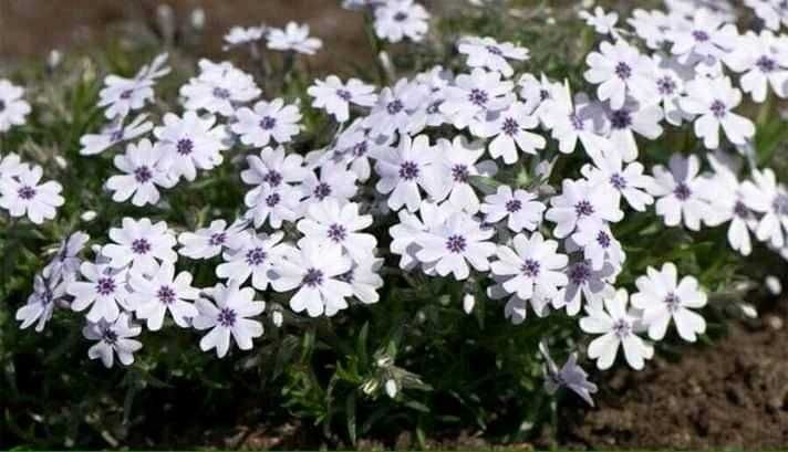 Флокс стелещ - Phlox subulata