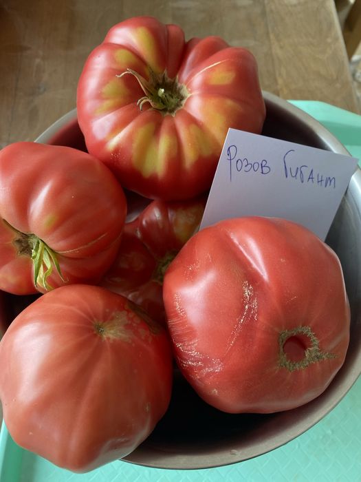 Стари сортове домат , краставица + подарък капия