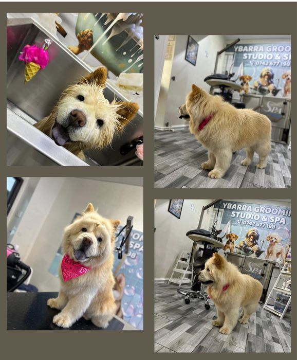 Salon canin Galati / Frizerie canina /Frizer animale de companie