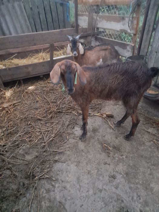 Fac schimb cu alte animale