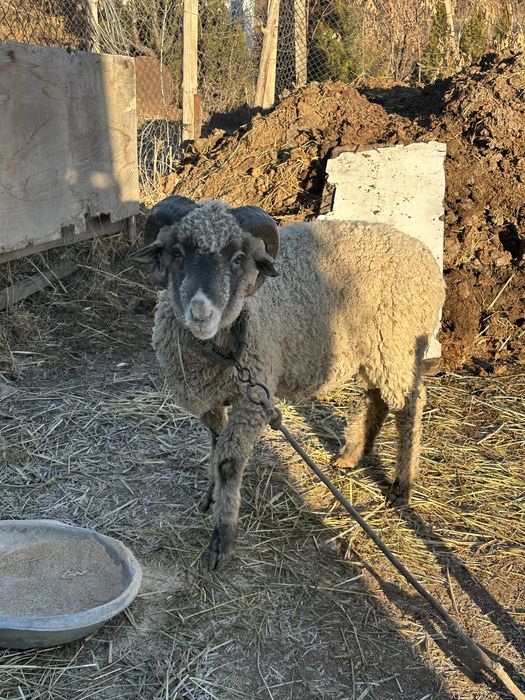 Қошқар сатылады рабочий