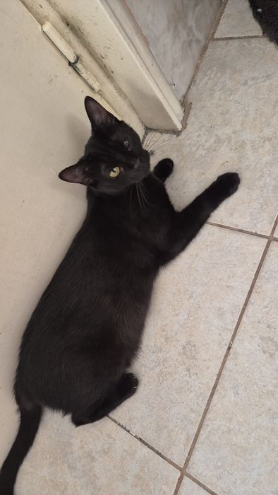 Pirata, pisica cauta familie