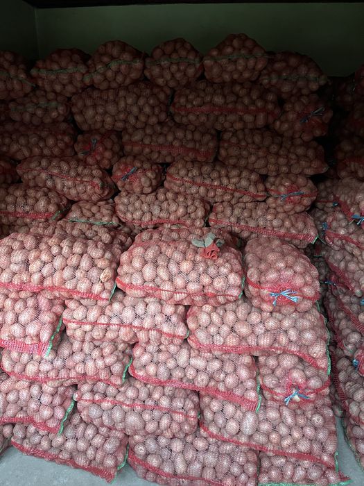 Cartofi de consum Bellarosa