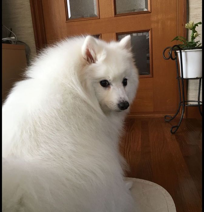 Pomerian Spitz Mini