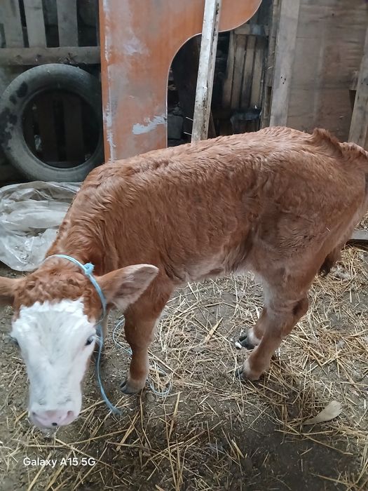 Vând  vita. Baltata  romneasca