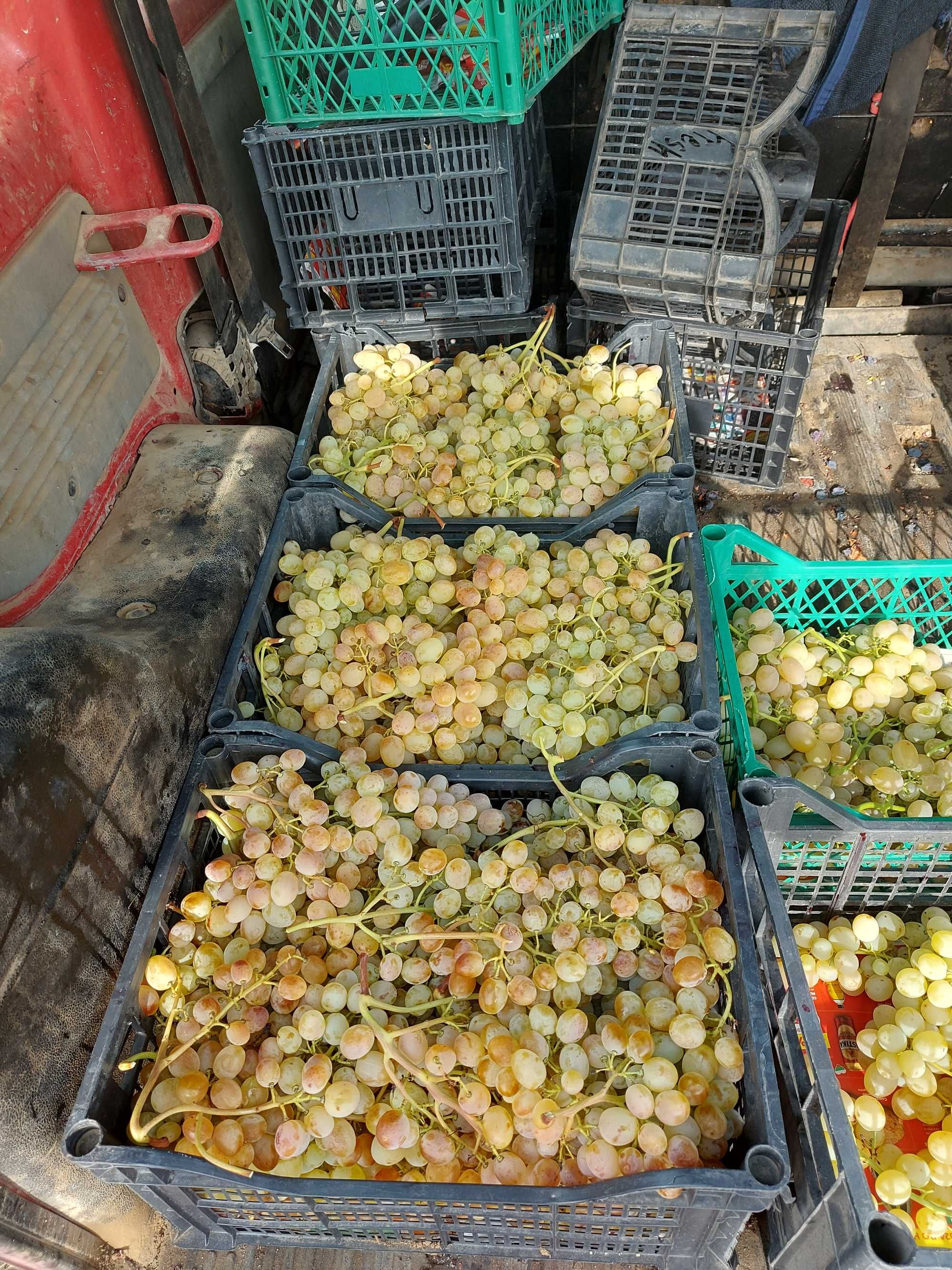 Продавам бяло и черно грозде, също и винените.