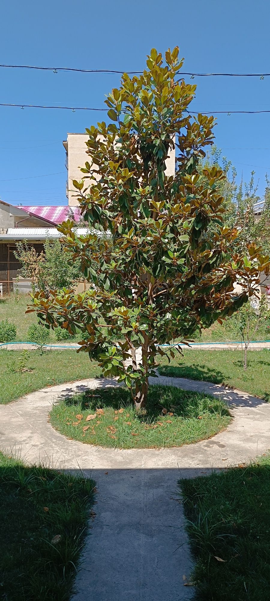 Magnolia italiya Original srochna Sotiladi boyi 4.5 metr xolati alo