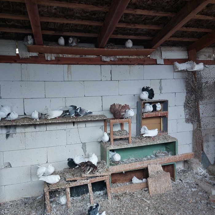 Porumbei de vânzare