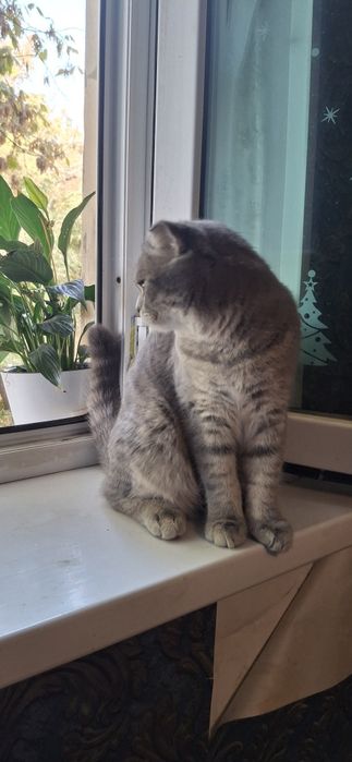 Продаётся шикарный котёнок шотландский вислоухий скоттиш фолд мальчик.