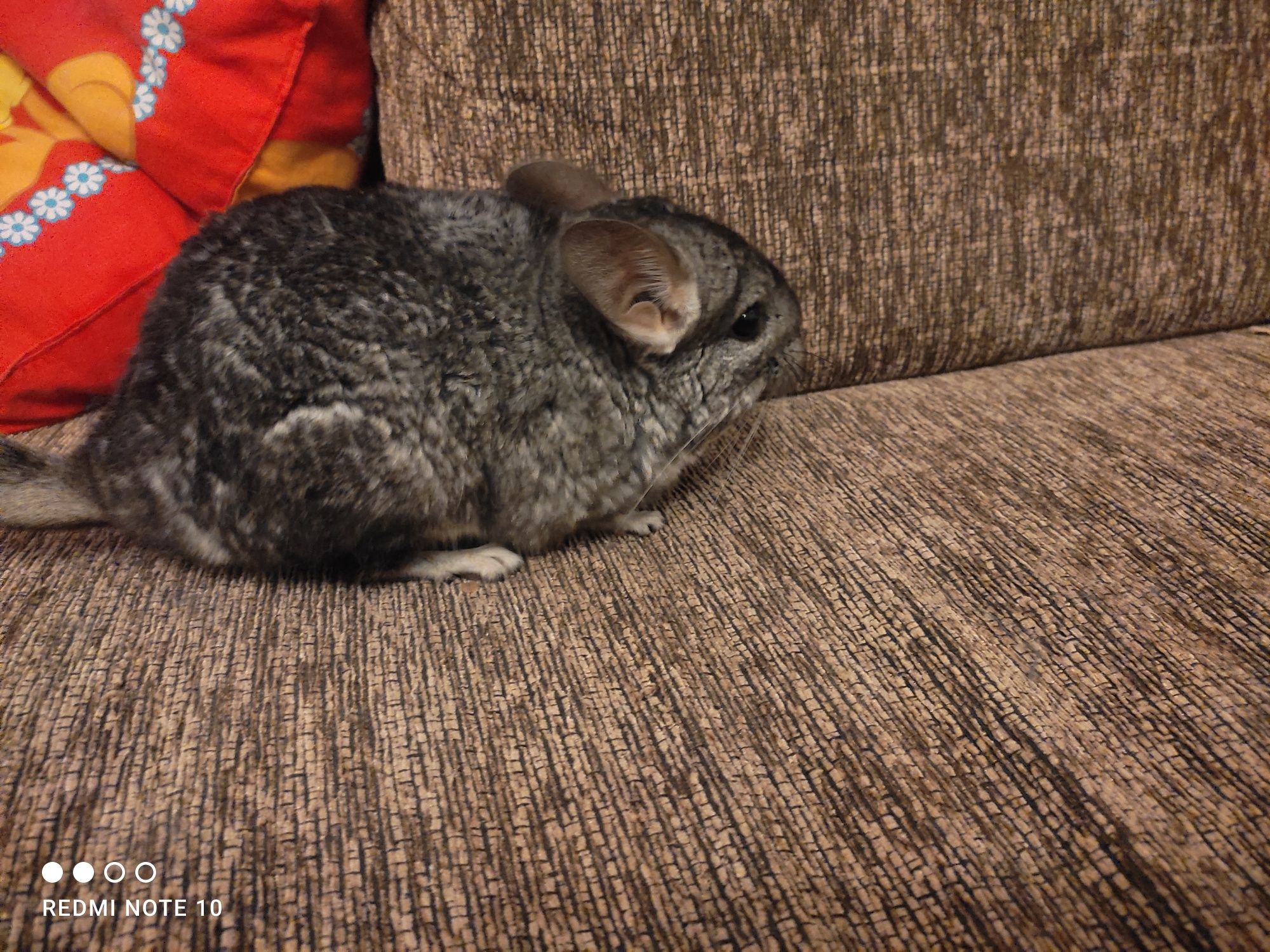 Chinchilla femela