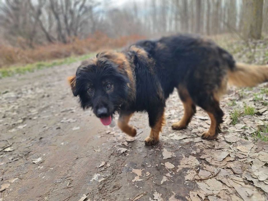 подарявам мъжко куче