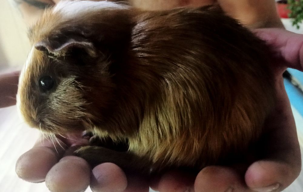 Продам морских свинок